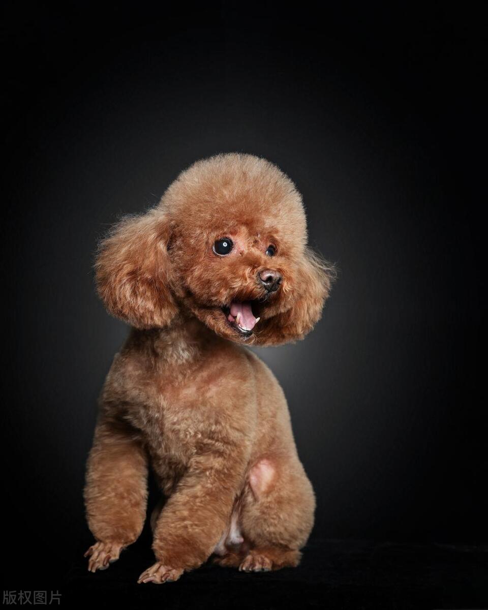 狗犬品种大全,狗的十大品种排名