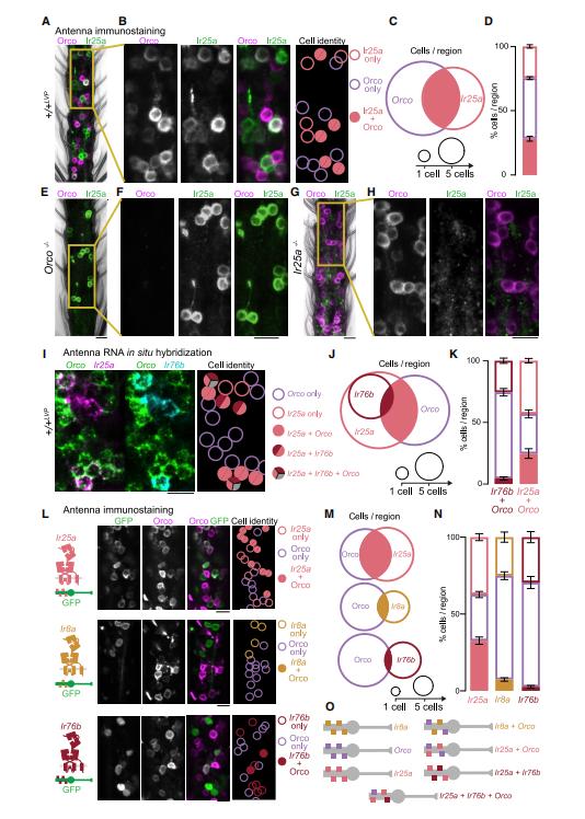 Cell+Nature：蚊子偏爱人类气味的奥秘
