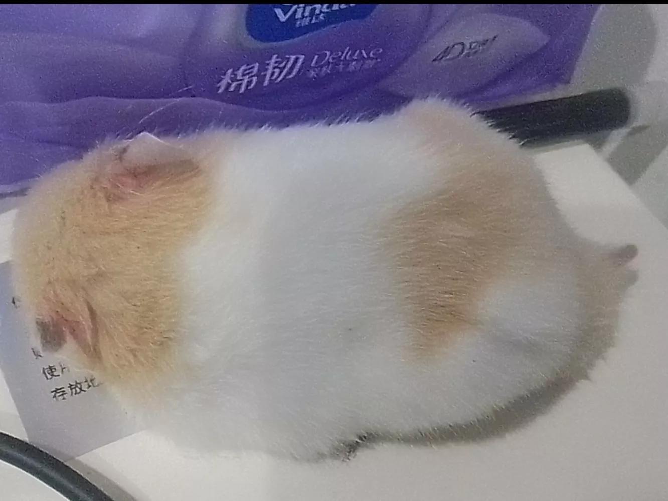 熊熊饲养,熊熊饲养方法