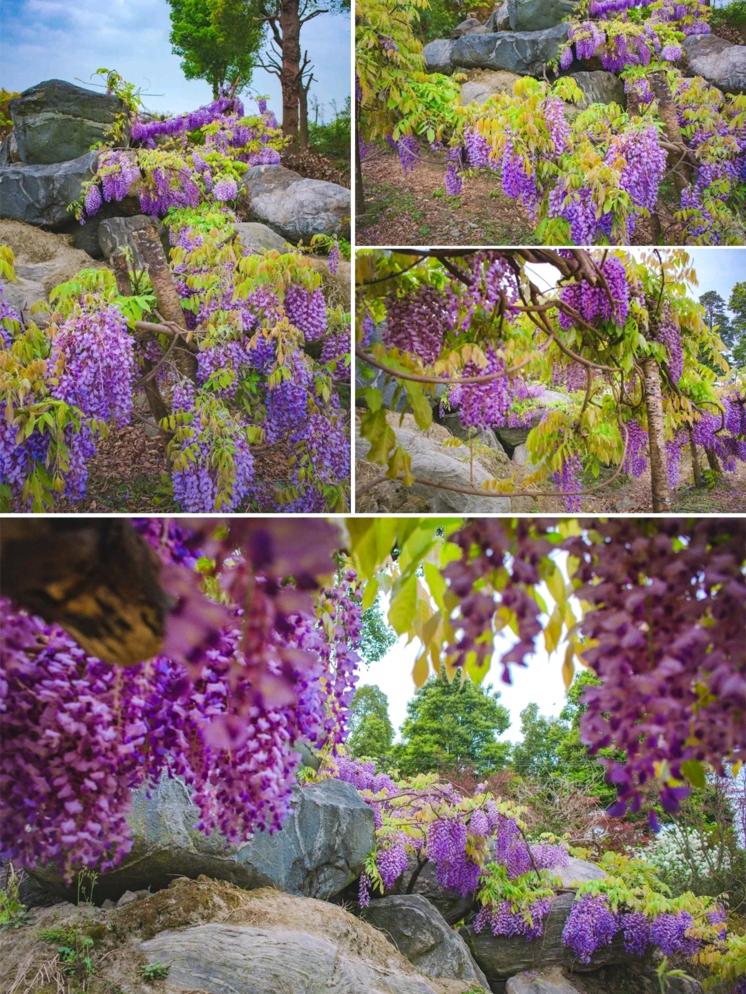 赏花黄花风铃木成都,成都绣球花打卡地