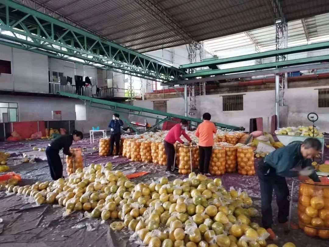 我，广东梅州人，大学毕业返乡帮父母卖水果，5年年销量200万斤