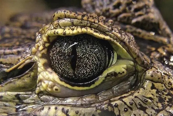 鳄鱼攻击人会攻击哪里,鳄鱼会不会主动袭击人