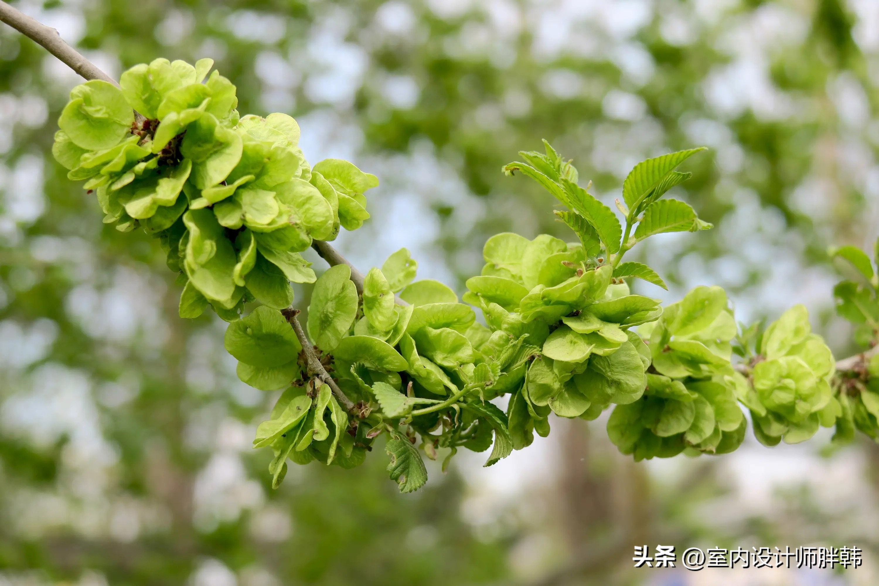 家门前适合种哪五种树,家有哪三种树风水好