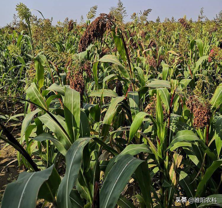 致富好项目一亩赚3万种植超简单,明年挣钱的几大种植项目大全