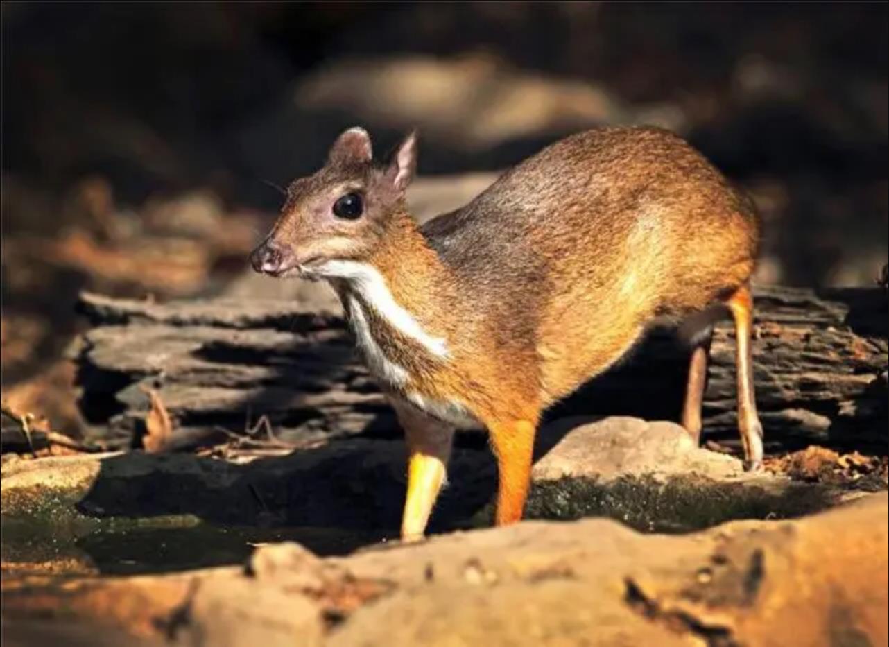 小鼷鹿：比兔子还小，下了水就不会动，云南为它修建专用大桥