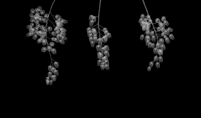 高能短脉冲射线,高能x射线