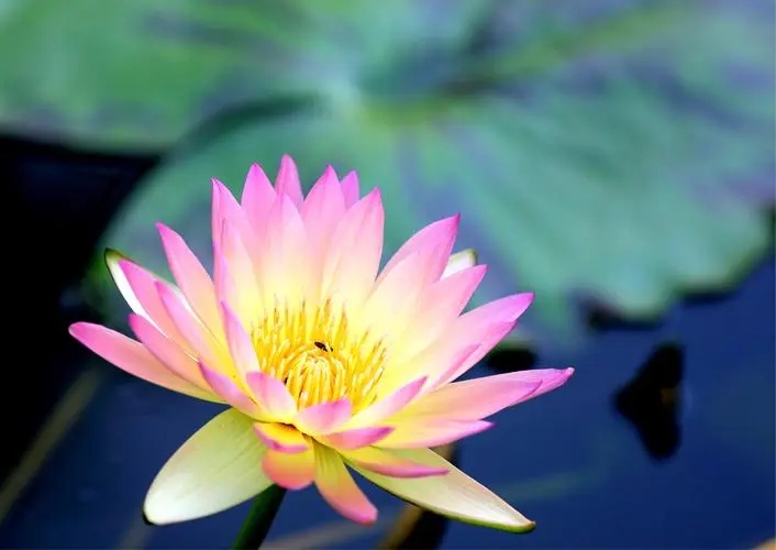 中国荷花和佛教的莲花,莲花和荷花哪个代表佛教