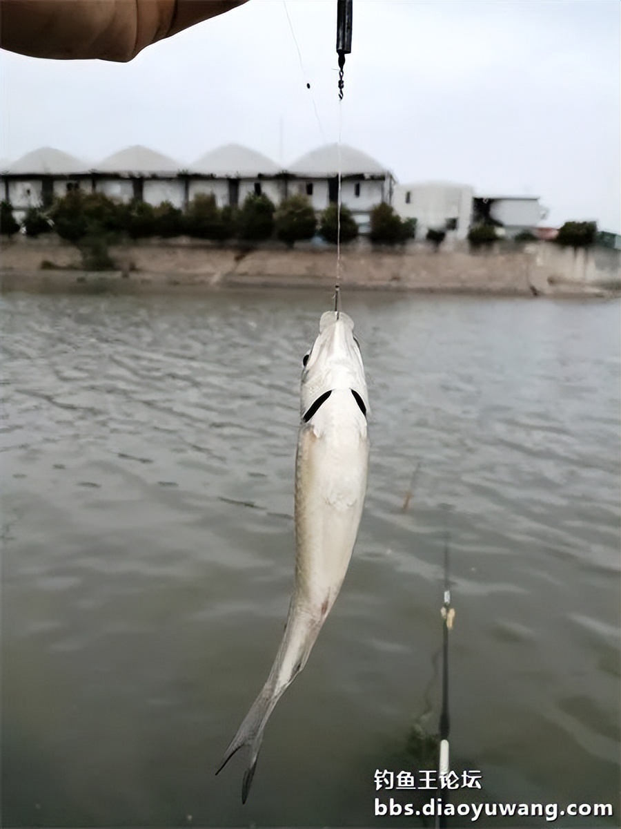 钓鱼王饵野钓破百尾