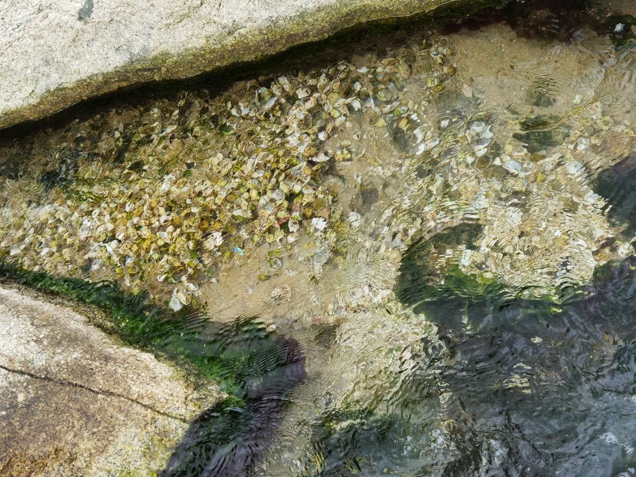 海南海鲜贝类有哪些,海南海鲜贝类