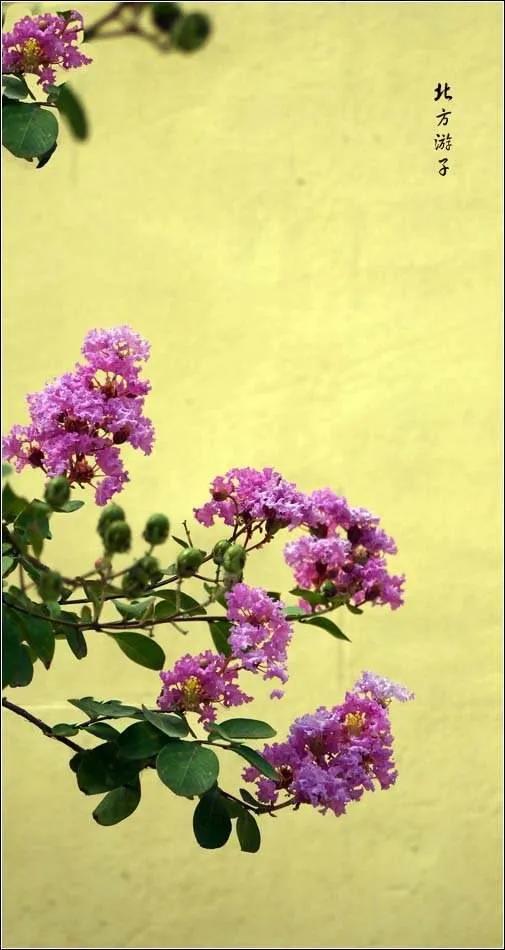 紫薇花壁纸高清全屏,唯美紫壁纸