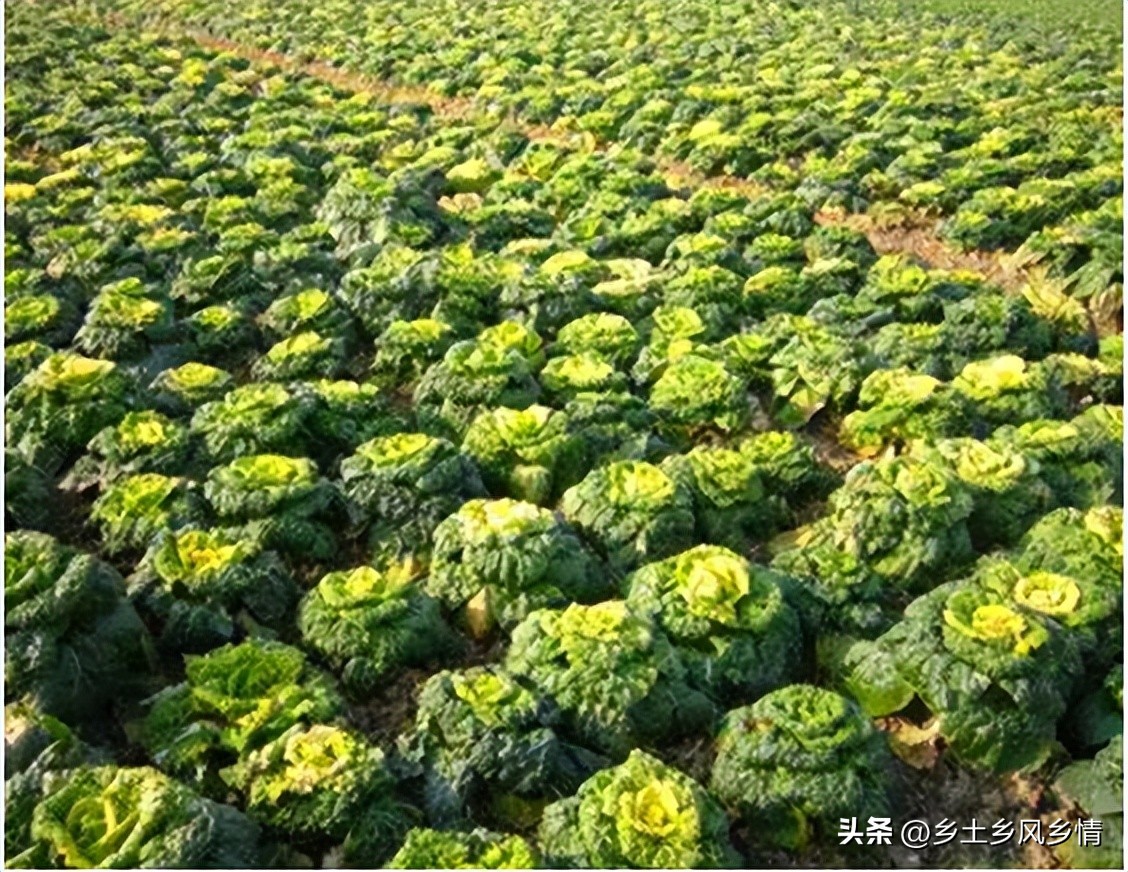 耐寒的白菜种,桃红色白菜种