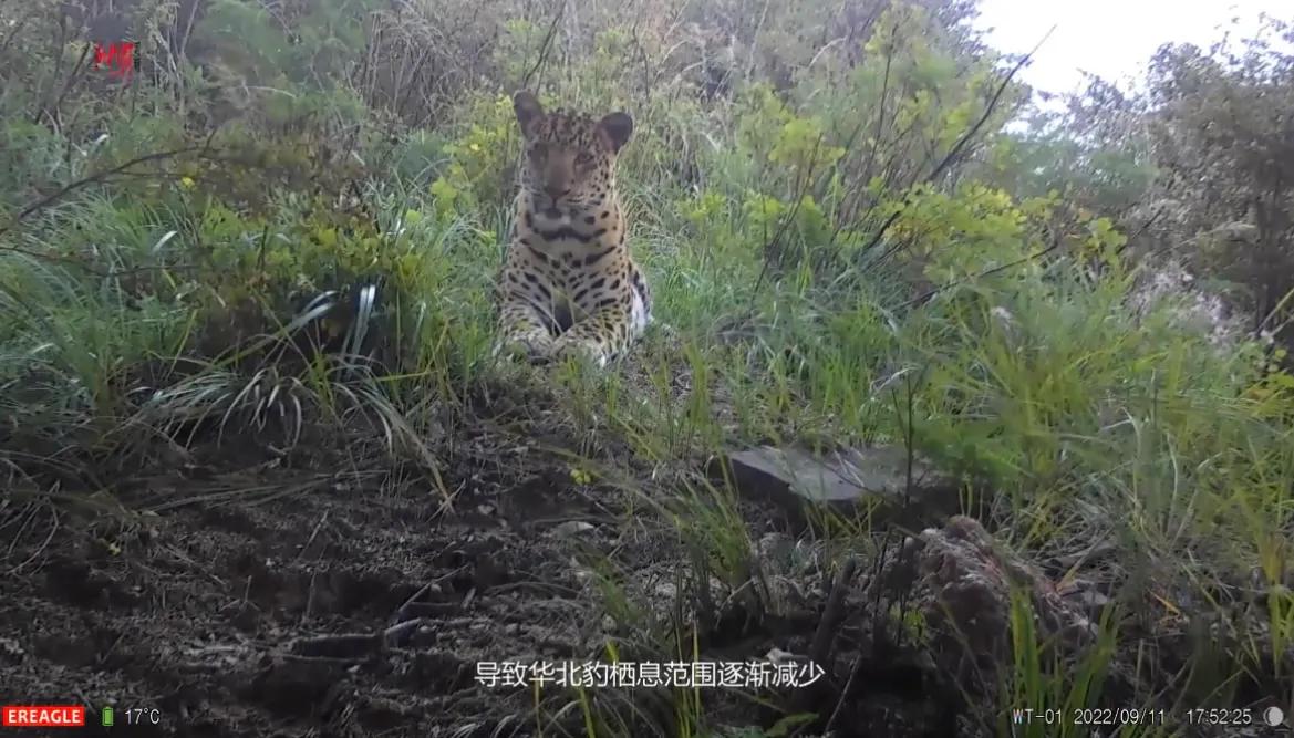 山西临汾拍到三只野生华北豹同框,山西五台山拍到华北豹