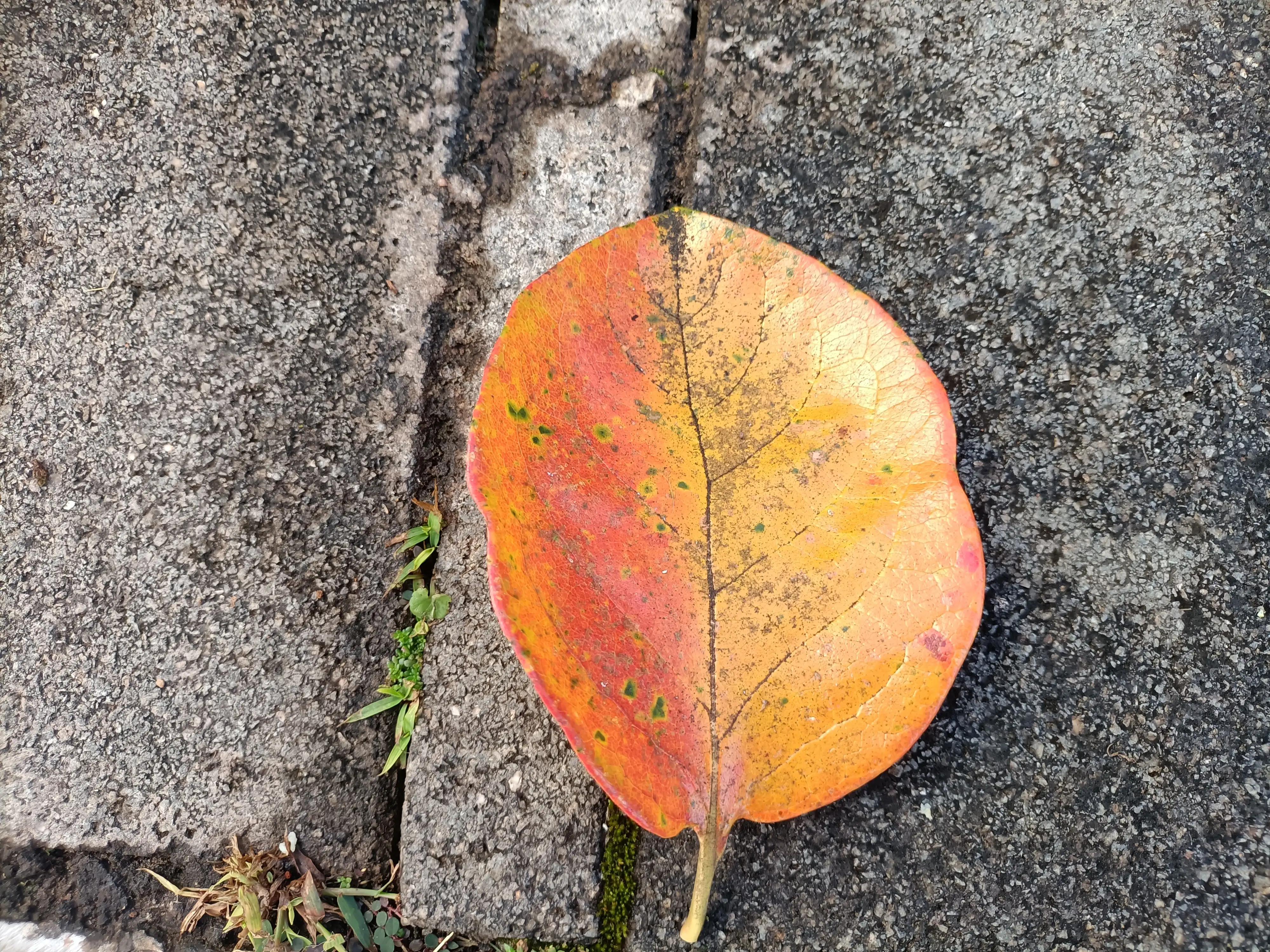 冬日的昆明美如春,这才是昆明四季如春的样子