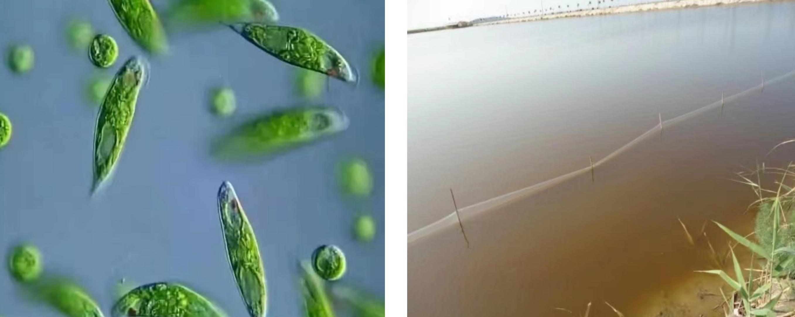 虾蟹养殖藻类过多怎么办,藻类在虾蟹养殖的重要性