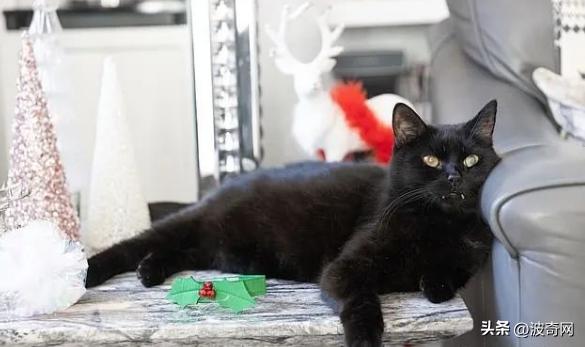 他们收养黑猫后，半年中了百万英镑？谁再说黑猫不吉利！