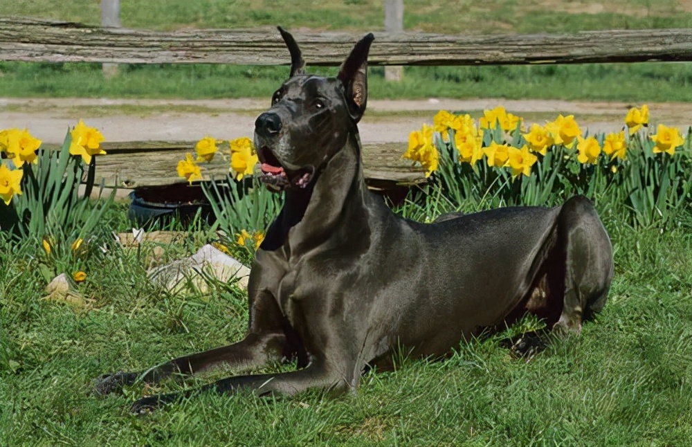 简述犬美容的十二步骤,如何学习给狗狗美容