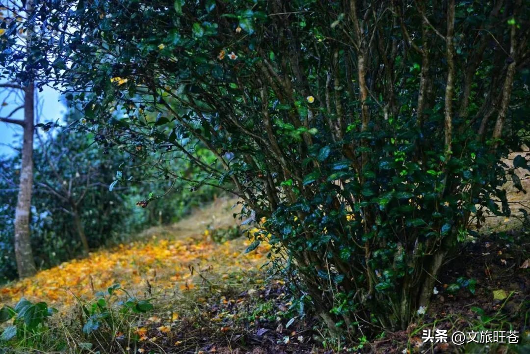 旺苍六大茶乡,个个香飘万里!看看你最熟悉哪几个?