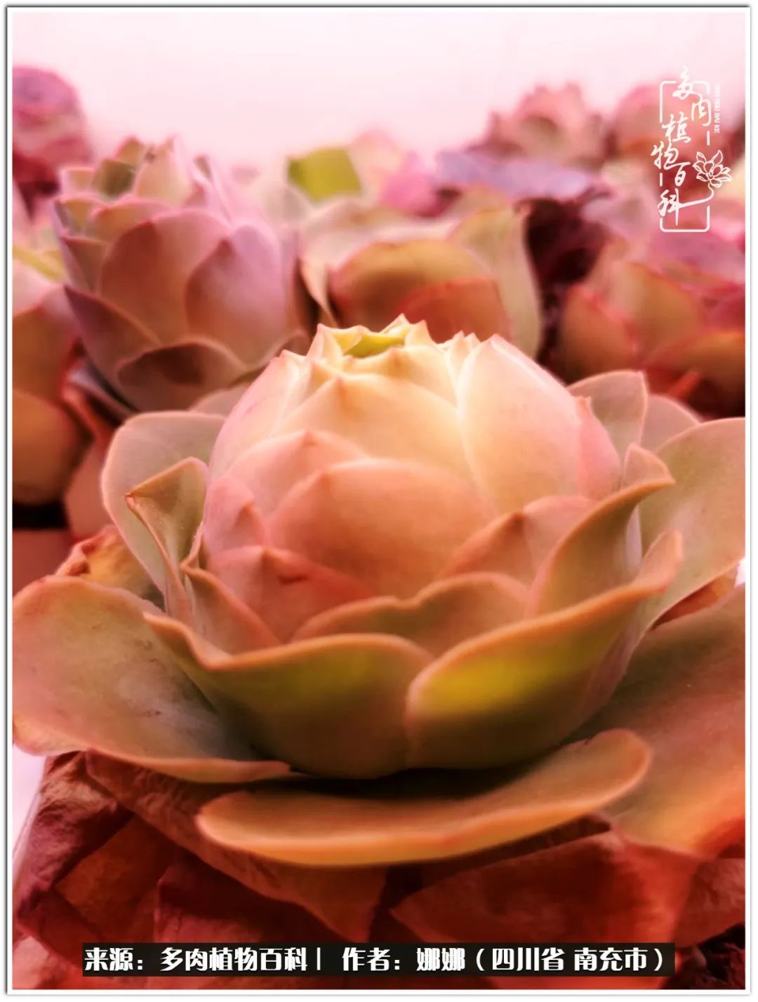 带刺的玫瑰阳台多肉,开花的玫瑰多肉