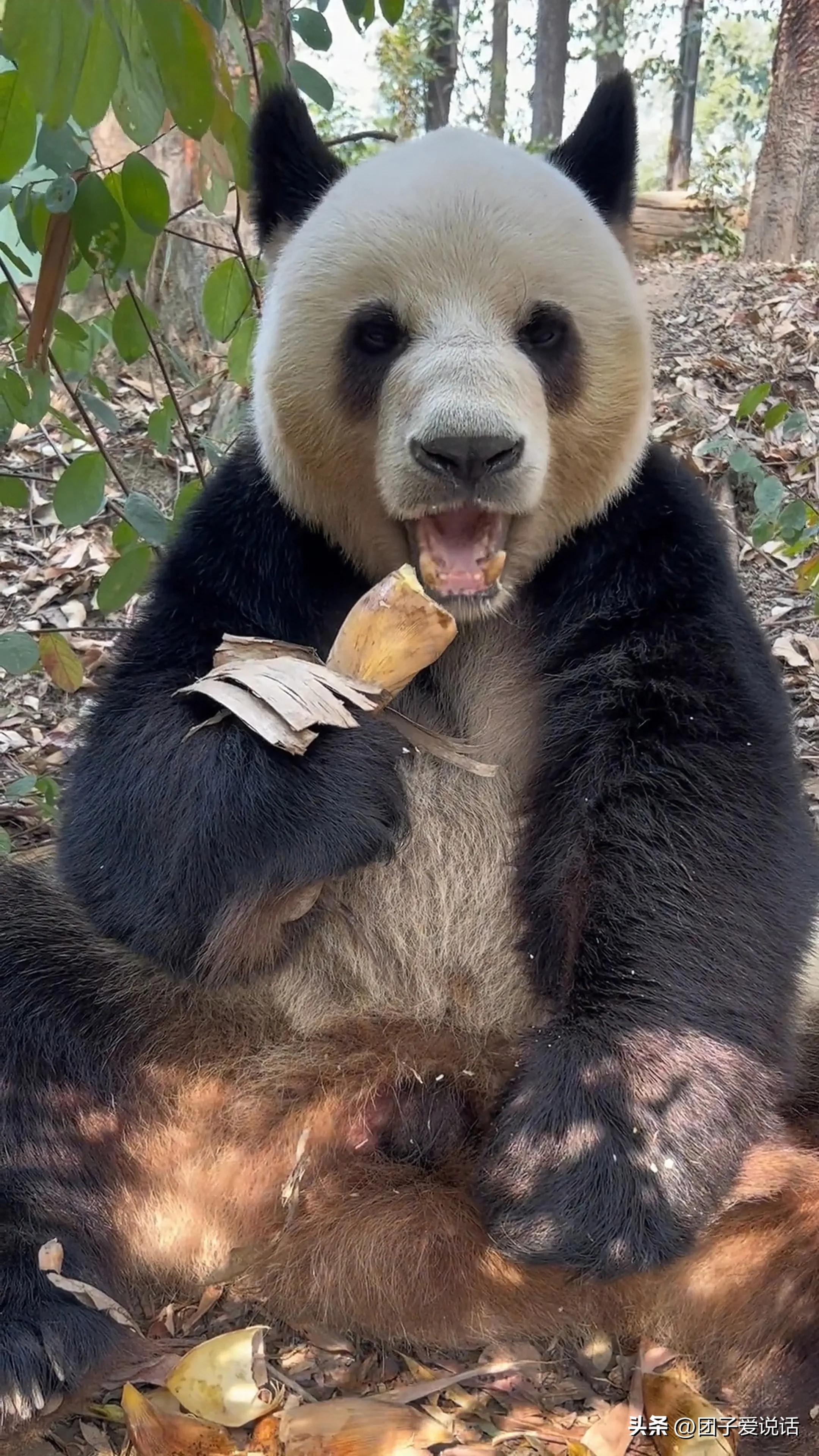 广州长隆野生动物园的大熊猫,广州长隆野生动物世界大熊猫
