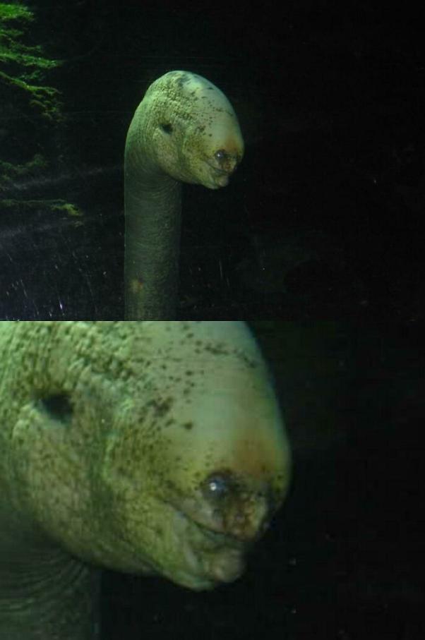 水下世界神秘视频,让人惊叹的水下视频