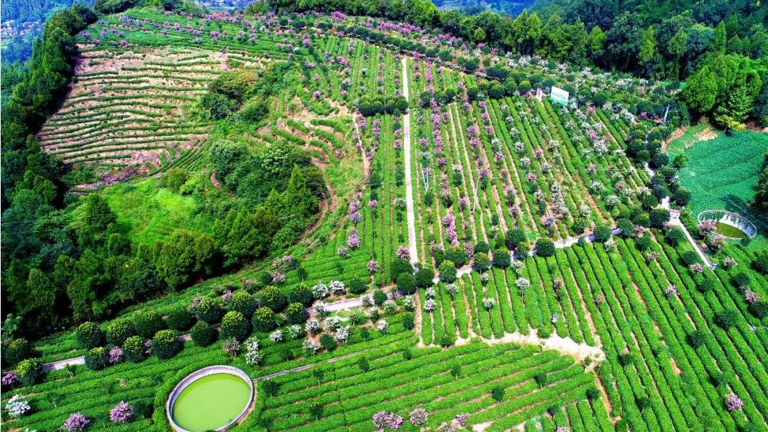 到四川广元必带的土特产,四川广元土特产有哪些