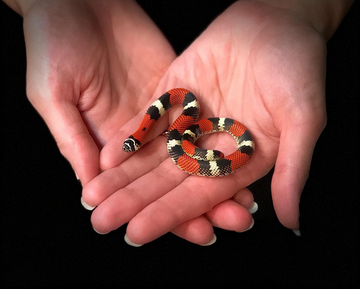 神奇的动物蛇的视频大全,神奇的动物蛇