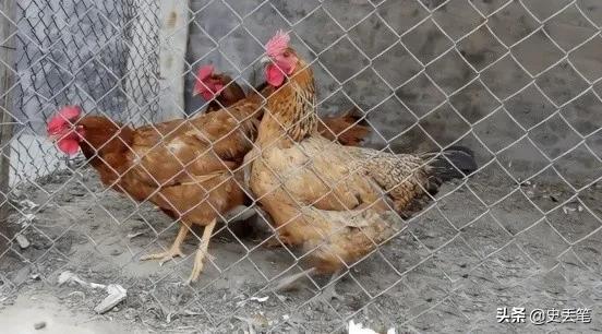 2016年她杀鸡时挖出400克“鸡宝”，拿到上海鉴定，后来怎么样了