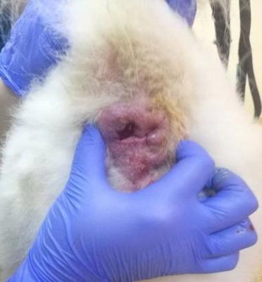 狗狗肿瘤的症状和治疗方法,狗狗口腔肿瘤什么症状