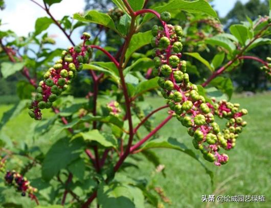 剧毒植物在身边，一个比一个危险，见到了一定要远离