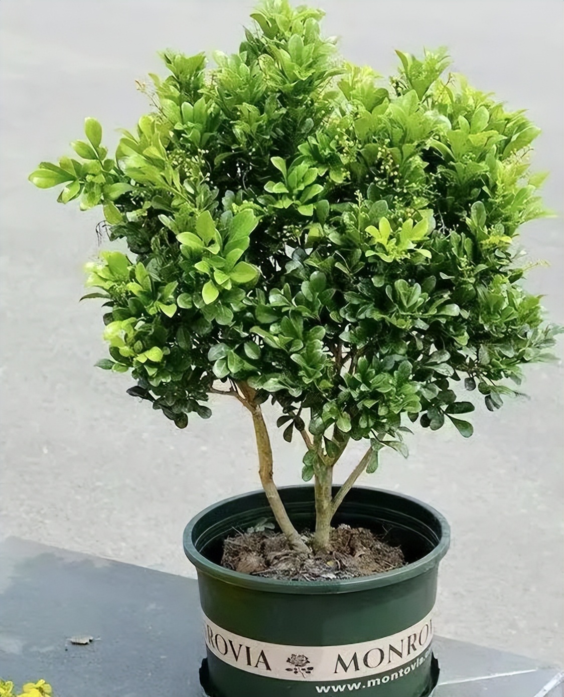 5种“爱喝醋”，6月一杯醋，黄叶不见了，开花一整年！