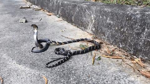 男子夜晚开车惊见巨蟒挡道,两男子路上遇到眼镜王蛇