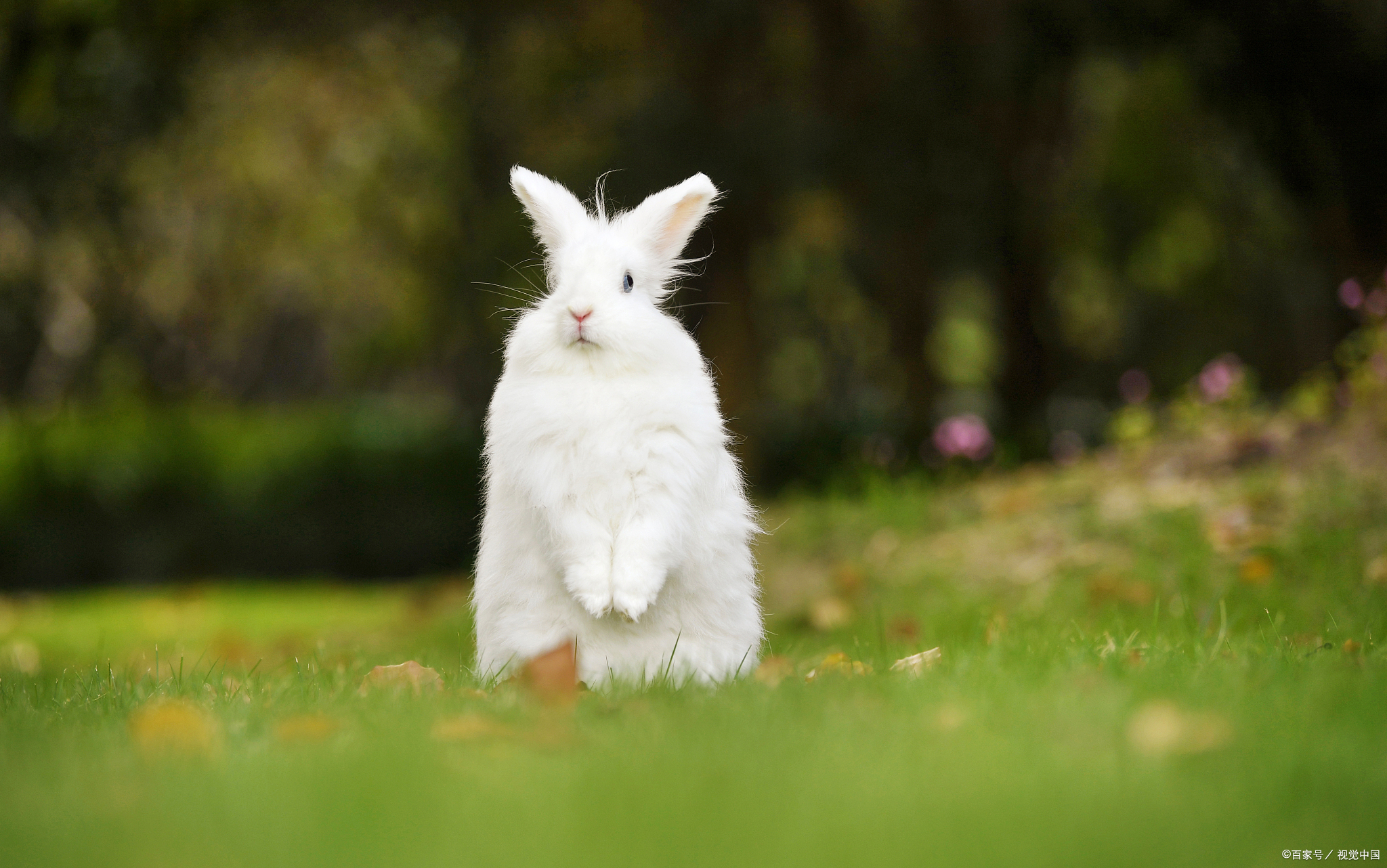 养兔经验小分享,养兔兔的最佳方法