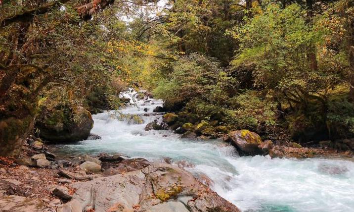 成都徒步原始森林好去处推荐,成都周边徒步森林公园推荐