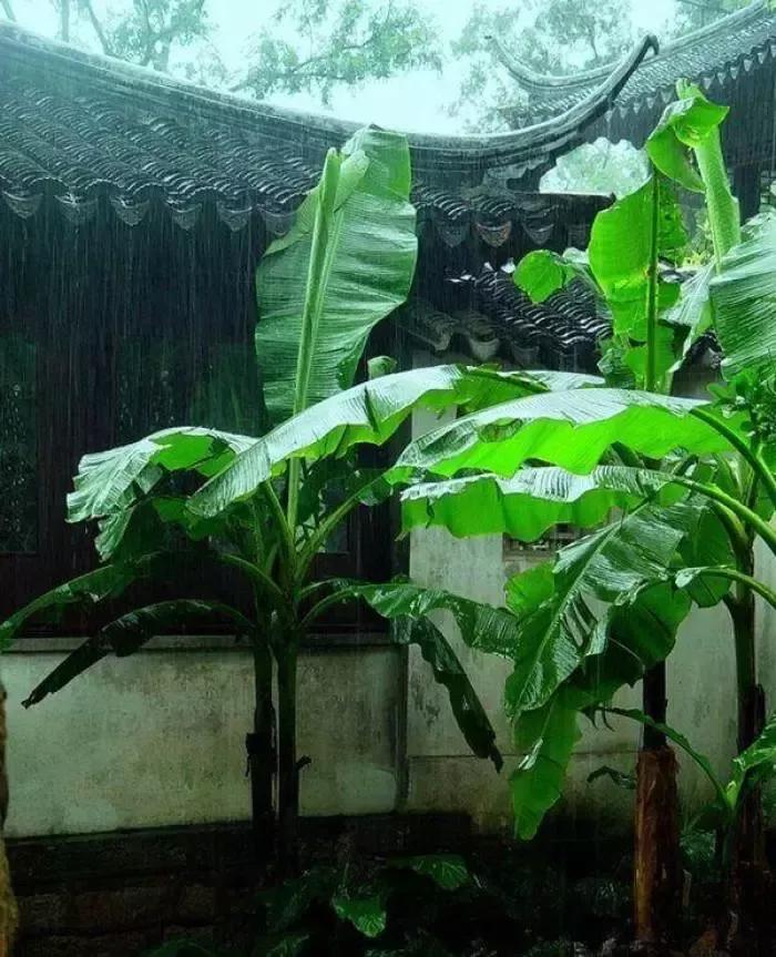 「新梦文学」同题专刊：东边日出西边雨】