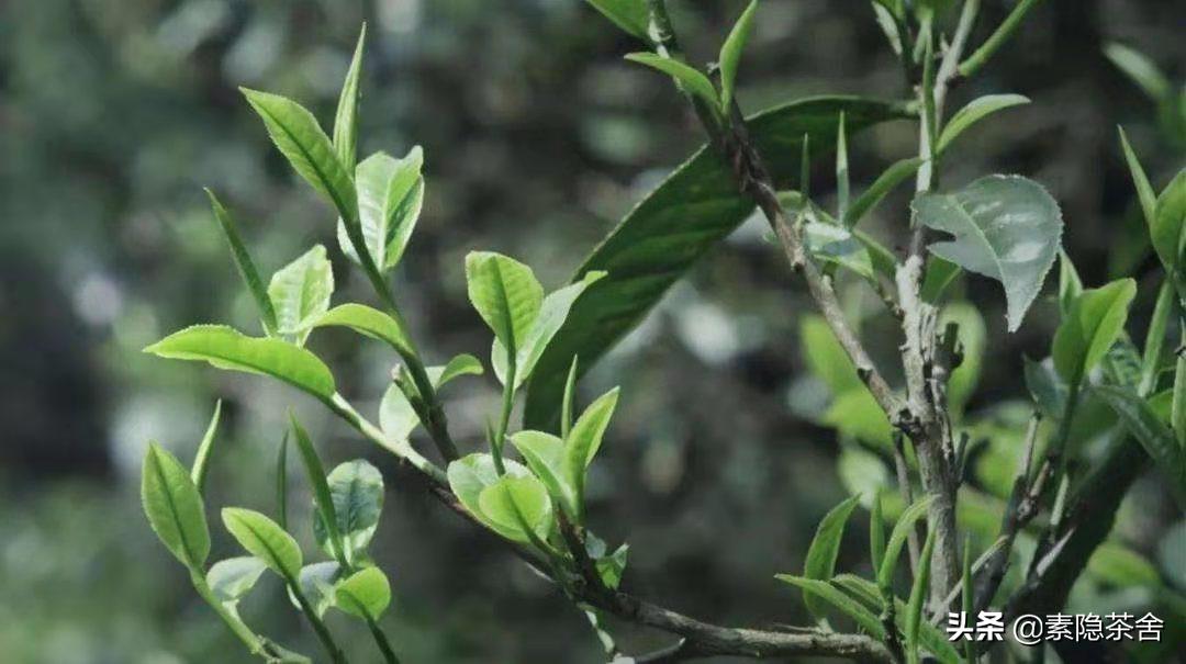 六大茶山六个山头,六大茶山各个山头茶的特点