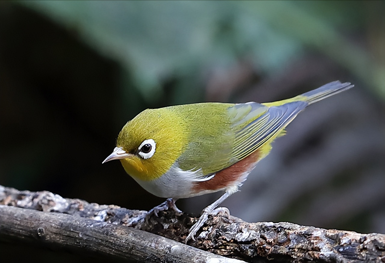 鸟儿大全高清图,高清珍稀鸟动态图片大全