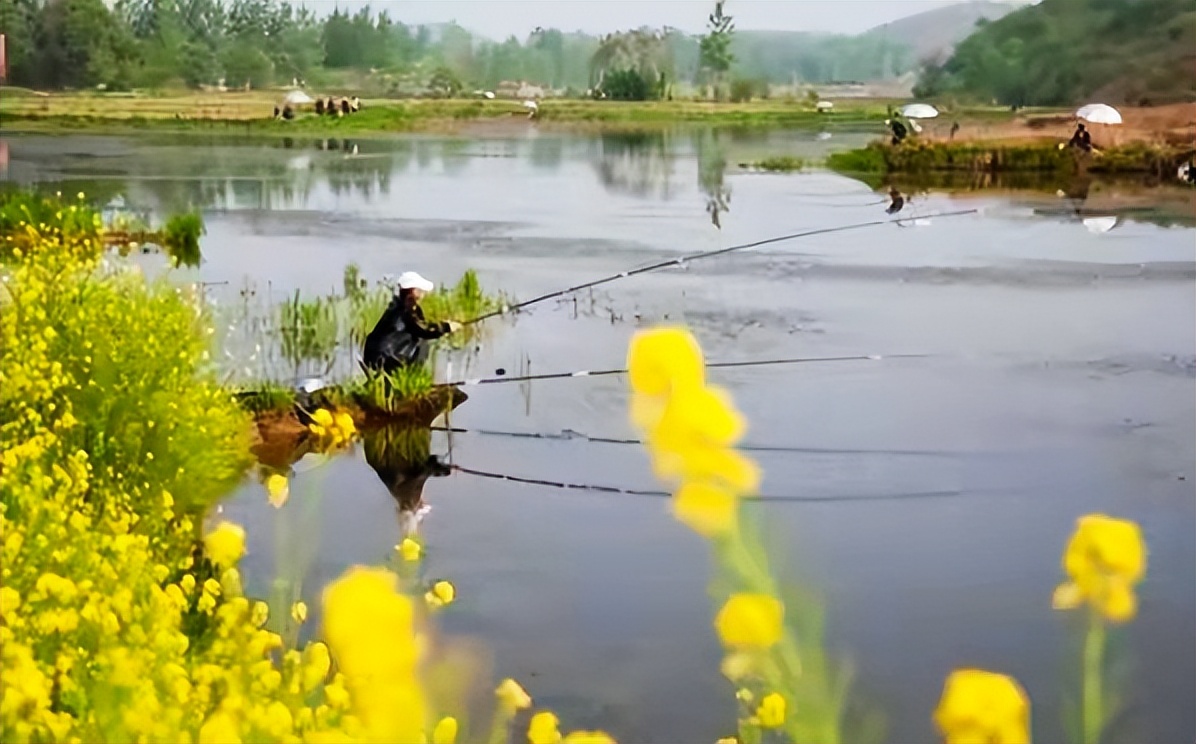 专治小杂鱼闹窝的绝招,小杂鱼闹窝的克星
