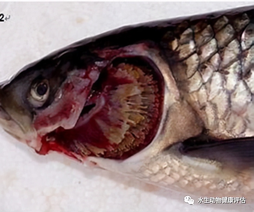 淡水鱼烂鳃怎么治疗,观赏鱼烂鳃病最佳治疗方法