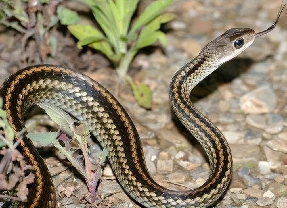 屋前屋后有蛇用什么办法能解决,农村宅基地有蛇的征兆