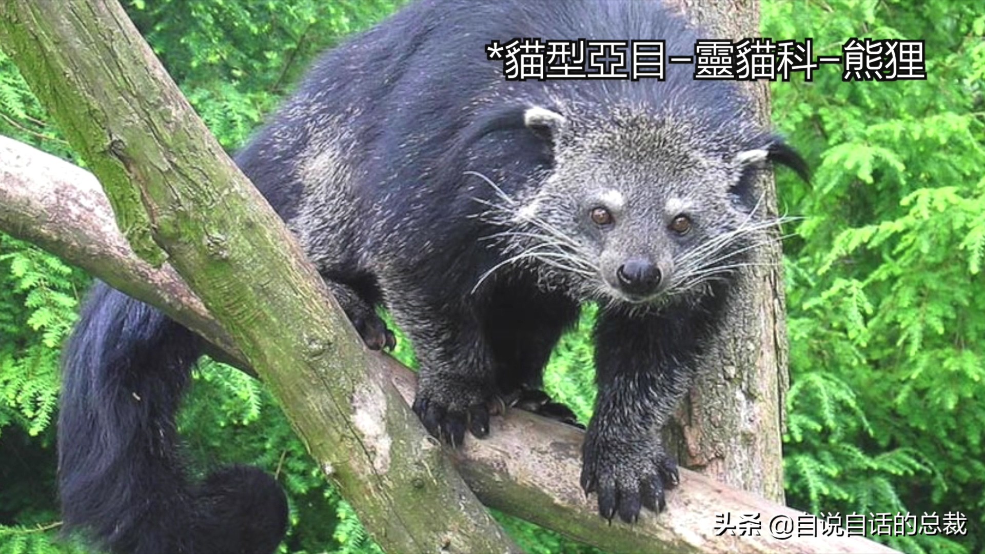 液体猫是真的吗,为什么都说猫咪是液体猫