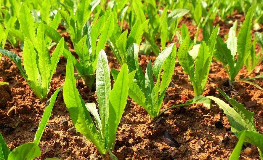 最耐阴的十大室内蔬菜,阴凉处才能长好的耐阴蔬菜