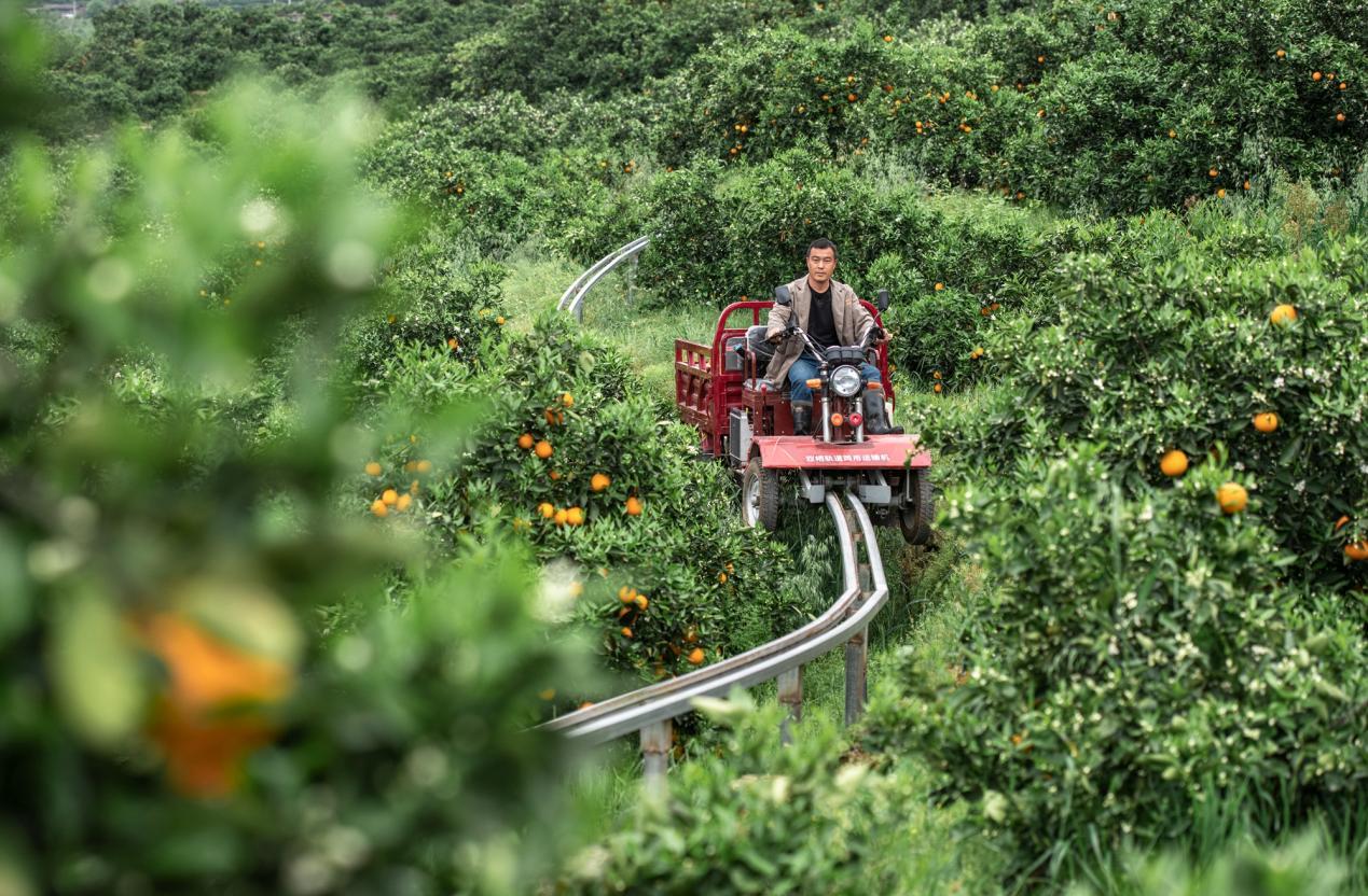 奉节脐橙助农,助农扶贫奉节脐橙