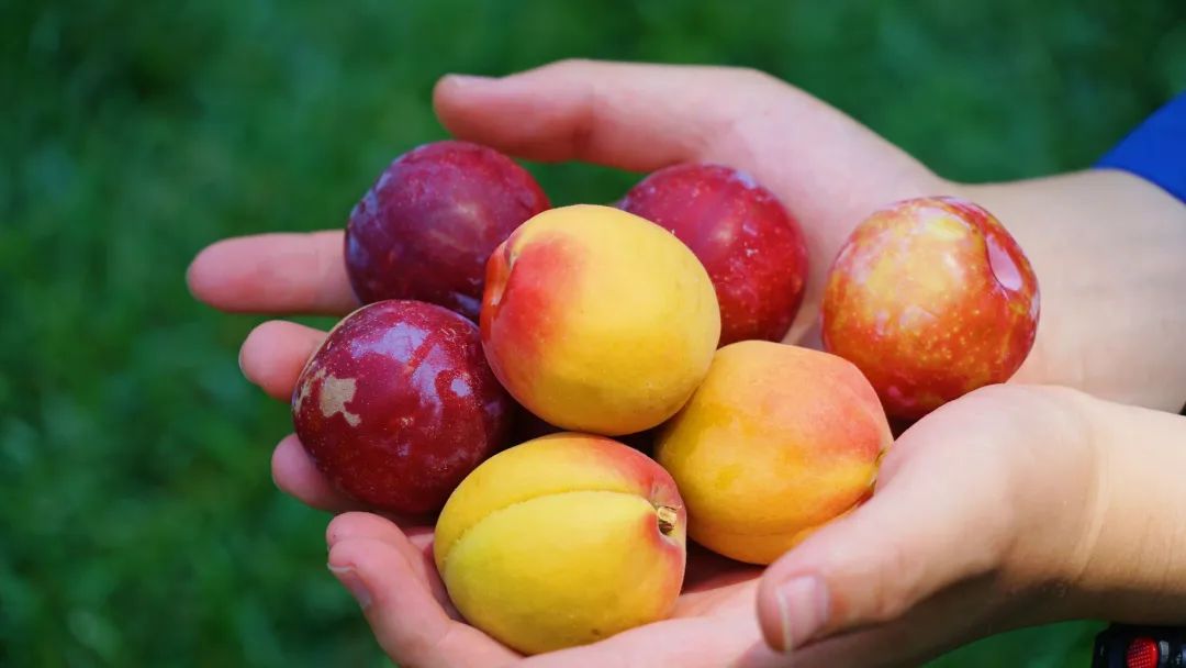 高校送毕业生5000斤自研水果,大学毕业送给学弟学妹们什么礼物