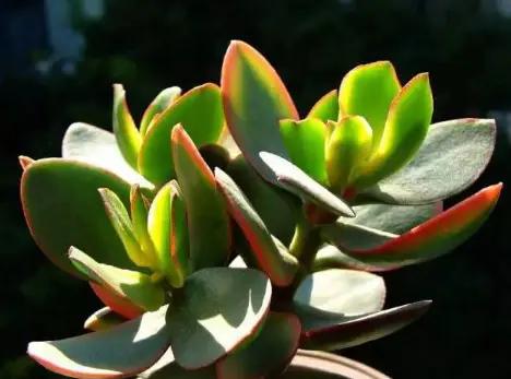 家里种的花有虫子有灭虫子方法吗,家里养的花除虫