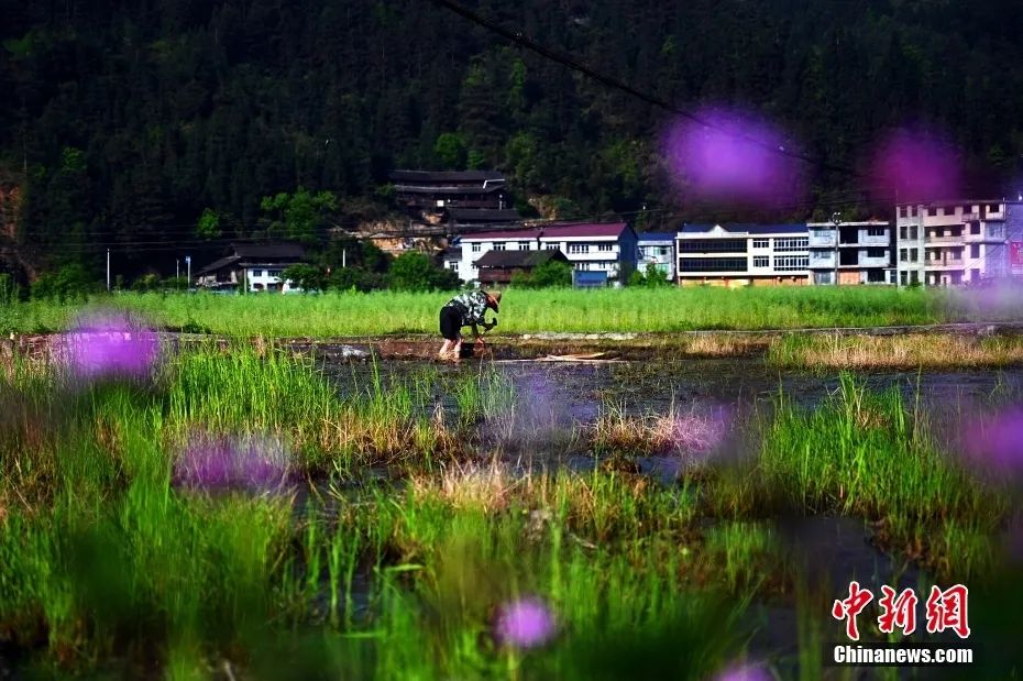 二十四节气从立春开始到大寒,二十四节气歌立春大雪