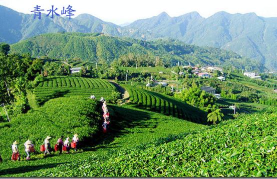 云南西双版纳古树普洱茶价格,云南和西双版纳的普洱茶好吗