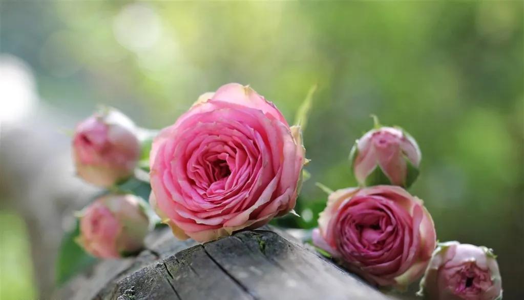 玫瑰花ins高级质感背景图,玫瑰花背景图高清图