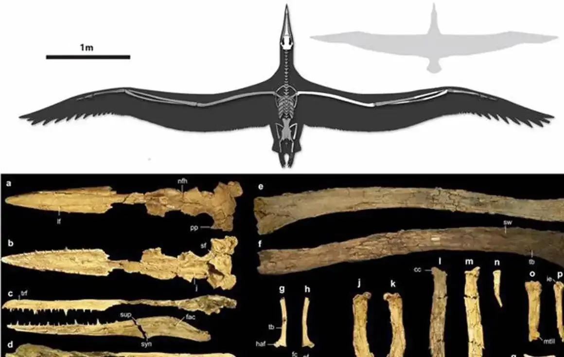 娼樺笗鏂泟楣颁笘鐣屾澂鍐宠禌,鍥為【娼樺笗鏂泟楣板緛鎴樹笘鐣屾澂