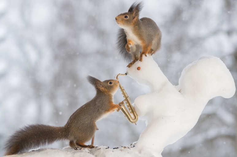 民间故事老虎松鼠和猫,民间故事两棵奇树