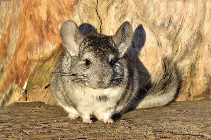 素食宠物食品,素食宠物零食有哪些品种